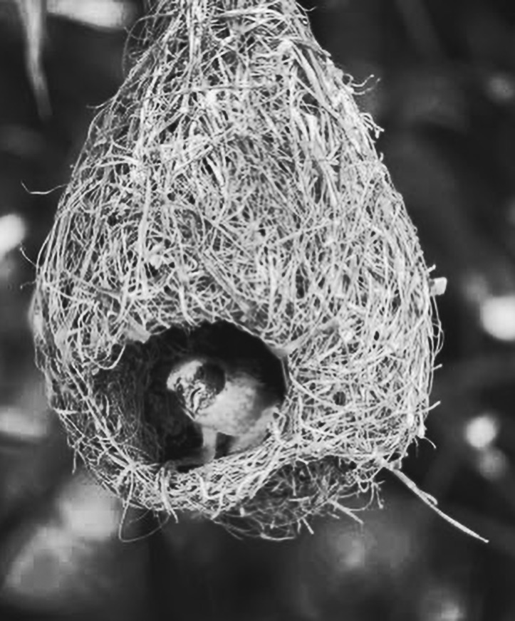 Projects snapinsta.to 459591080 3401257390166600 7180272972781265097 n (1)